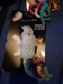 cat