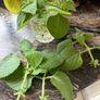 Plectranthus amboinicus / Cuban oregano / Indian borage / Mexican mint / Indoor Herb Image 9