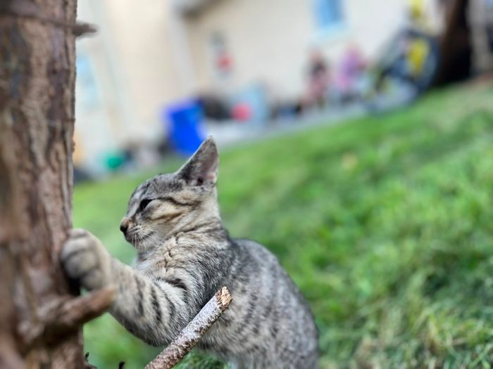 Playful Kittens Looking for Loving Homes