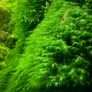 Phoenix moss gigantus 30ml Image 2