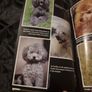 Poodles for Dummies (Soft cover)  Susan Ewing. Image 4