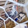 Silkie roosters and hatching eggs for sale. Image 2