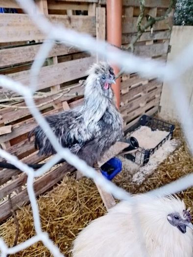 Silkie roosters and hatching eggs for sale.