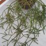 indoor plants Image 2