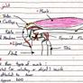 H1 Leaving Cert Biology Notes PDF Price drop for mocks Image 2