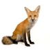 foxes curiosity store