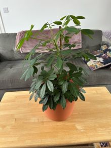 Indoor House Plant