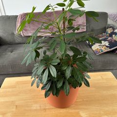 Indoor House Plant