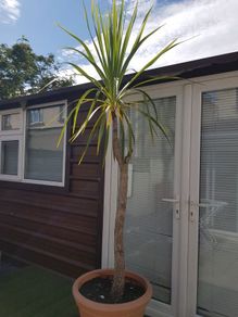 Palm Tree
