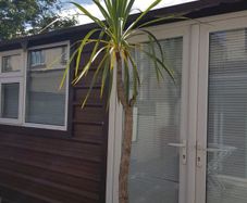 Palm Tree