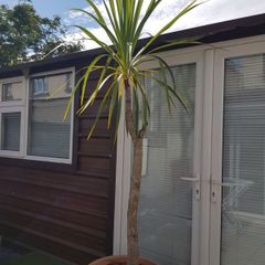 Palm Tree