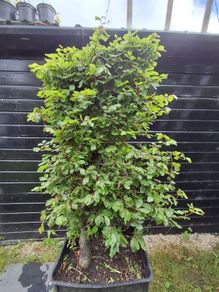 Beech tree