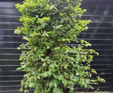 Beech tree
