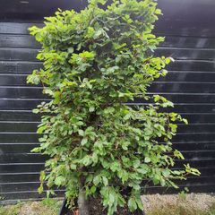 Beech tree