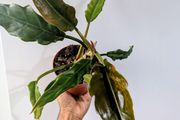 Philodendron Choco Empress Plant