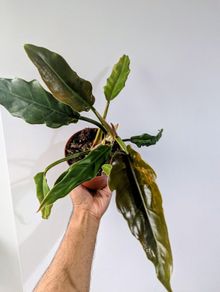 Philodendron Choco Empress Plant