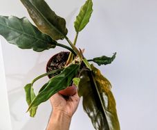 Philodendron Choco Empress Plant