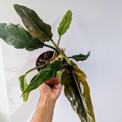 Philodendron Choco Empress Plant