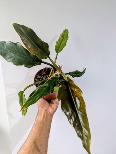 Philodendron Choco Empress Plant