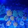 zoa frags Image 4