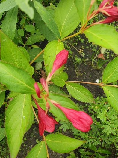 Shrubs and Garden Plants