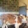 Breeding heifers Image 4