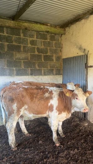 Breeding heifers