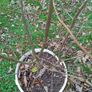 Tree Damson Image 6
