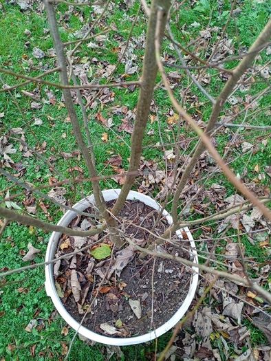 Tree Damson