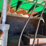 Prodig shear bucket Image 5