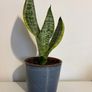 snake plant Image 3