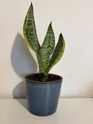 snake plant