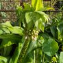 plants Image 6