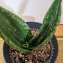Sansevieria Whitney plant Image 3