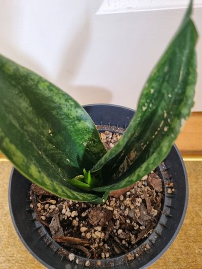 Sansevieria Whitney plant
