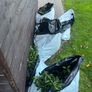 Portuguese Laurel Hedging Image 4