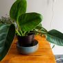 Philodendron Imperial Green. Image 3