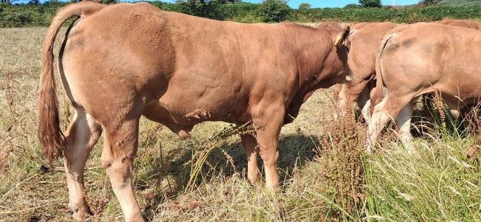 Super Pedigree Limousin Bull