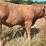 Super Pedigree Limousin Bull Image 5