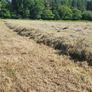 Hay Image 2