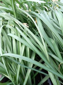 Snowdrops in the green for planting.