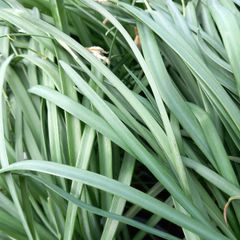 Snowdrops in the green for planting.