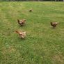Free Range Eggs Image 3