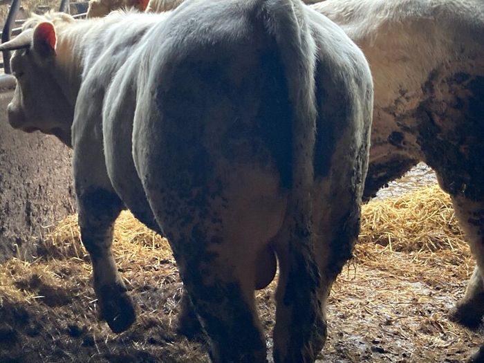P b. Bulls
