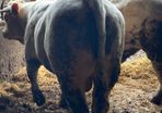 P b. Bulls