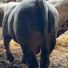 P b. Bulls