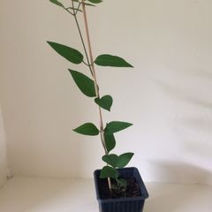 Clematis terniflora Plant