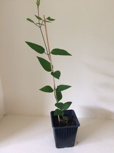 Clematis terniflora Plant