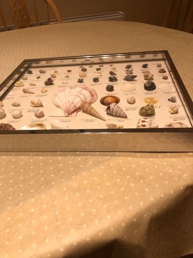 sea shell collection