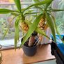 Free to take! Indoor Green Plants (in pots) Image 2